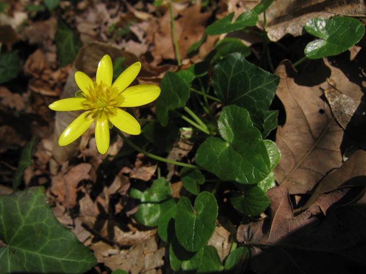 Ranunculus ficaria